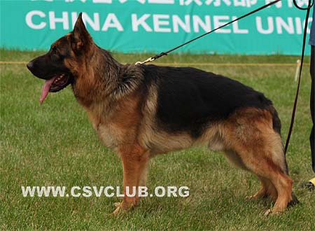 SG5 5024 巴吉欧，Baggio von JinLei，CSZ96896，犬主：王金祥
