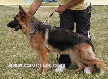 SG1 6060 娜米，Falkoen's Naomi，CSZ8002327，犬主：朱道虎