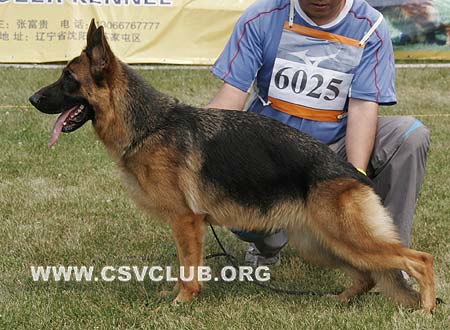 SG2 6025 柴歌，Chinger von BeiFangMingZhu，CSZ97029，犬主：刘大森