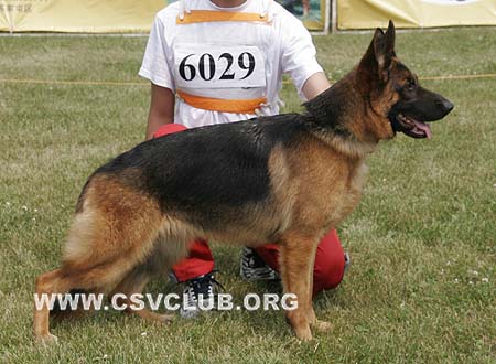 SG3 6029 塞拉，Cyla von Zheng Xin，CSZ114324，犬主：宁洋