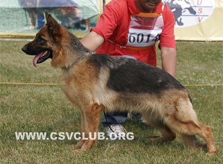 SG5 6014 库拉，Cula von LongChao，CSZ105908，犬主：李国强