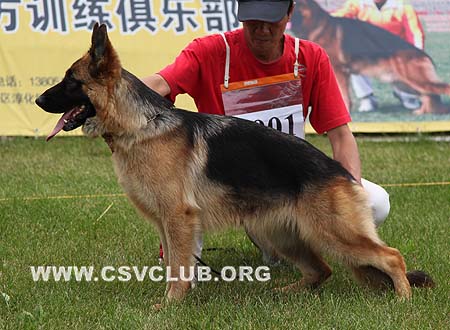 VV1 8001 弗娥，Feuer von JinXin，CSZ119518，犬主：戴泉知
