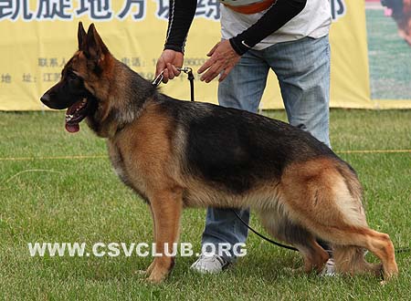 VV2 8003 婵苔，Chanty von DingZhuang，CSZ103945，犬主：傅丁