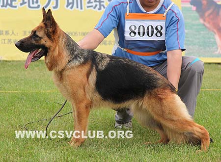 VV3 8008 伊思卡拉，Escala von MingFa，CSZ108043，犬主：李自明