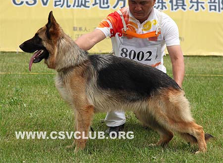 VV4 8002 弗润尔，Freie von JinXin，CSZ119519，犬主：戴泉知