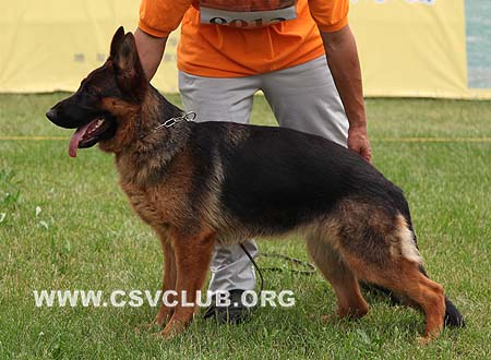VV5 8013 柴伊娃，Chiewa von ZhenNiu，CSZ104798，犬主：孙中炬