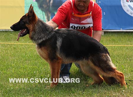 VV1 9004 奥力佛斯，Orfeusq von WeiSheng，CSZW117924，犬主：纪增武