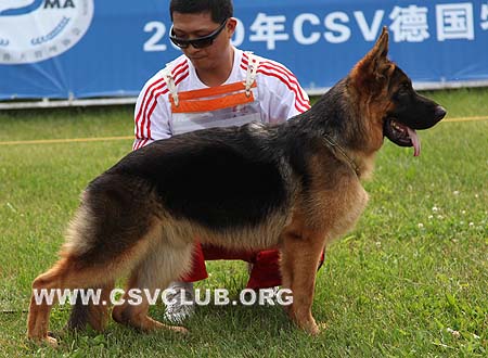 VV2 9012 艾尔卡乌，Erkau von DaYuan，CSZ115521，犬主：阮祖祥