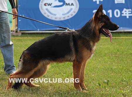 VV3 9005 坎古，Cango von Dong An Qiang Sheng，CSZ117847，犬主：李铁强
