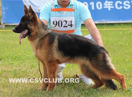 VV4 9024 非利，Verry von ZhongHao，CSZ117366，犬主：俞陆