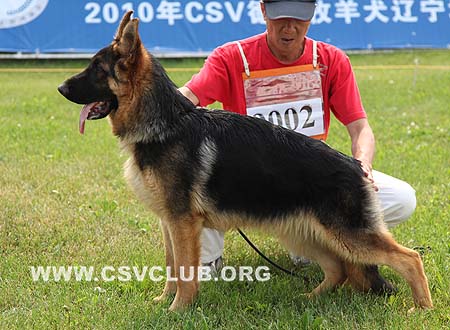 VV5 9002 吉力，Jillq von DeQin，CSZ110426，犬主：葛彦发