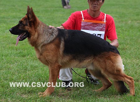 V1 1007 萨诺，Xano von der Freiheit Westerholt,，CSZ8002255，犬主：韩林