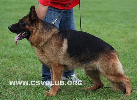 V2 1050 汉斯科，Hasko von WeiSheng，CSZ47772，犬主：赵显生