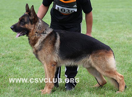 V4 1039 寇纳，Conner vom Scheunentor，CSZ8002289，犬主：岳磊