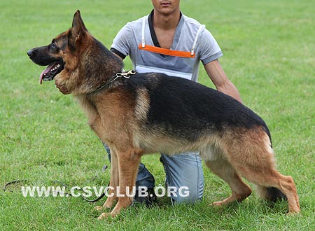 V5 1011 菲图，Fito von ZhongLong，CSZ80969，犬主：李凤滨