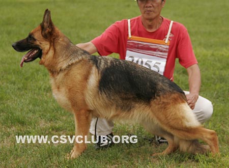 V1 2055 嘉里亚，Galia von ZhongHao，CSZ63285，犬主：陶震