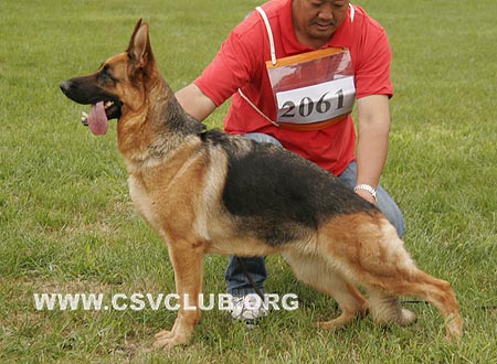 V2 2061 艾蔻玛，Ecoma von AiKe，CSZ55206，犬主：王立群