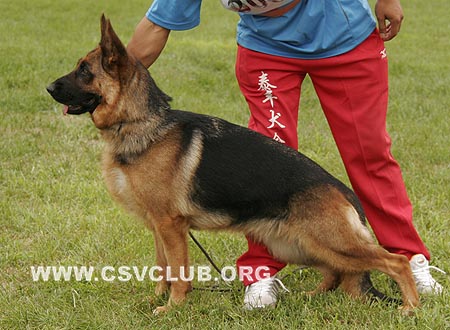 V3 2040 拉伊，Lee von KangQian，CSZW71088，犬主：马杰(龙隆)