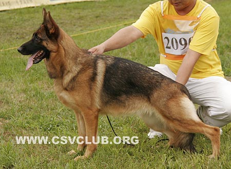 V4 2090 班尼娥，Bania von YaJie，CSZ76932，犬主：赵莹