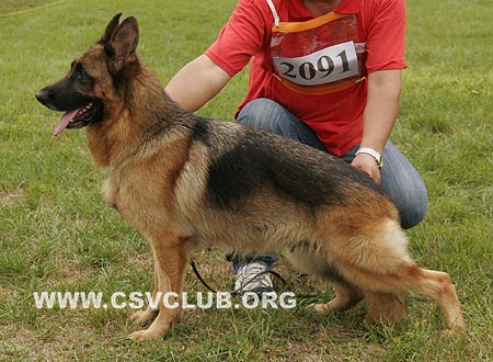 V5 2091 艾克亚，Aca von ShiDaYuan，CSZ72487，犬主：祖洪涛