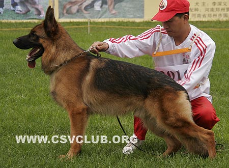 SG1 3016 爱斯曼，Iceman von Santamar，CSZ8002195，犬主：史国清(长风)