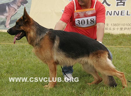 SG3 3018 波力欧热，Berlioz von ShenYangDaYu，CSZ86718，犬主：王振宇