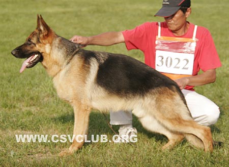 SG4 3022 吉古特，Gigotte von SaErTu，CSZ89641，犬主：闫喜谦