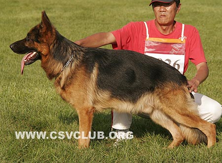 SG5 3026 佛克斯，Focus von SaErTu，CSZ86667，犬主：闫喜谦