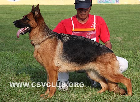 SG1 4036 森姿，Cenzl von WenHao，CSZ84559，犬主：杨学文（文昊）