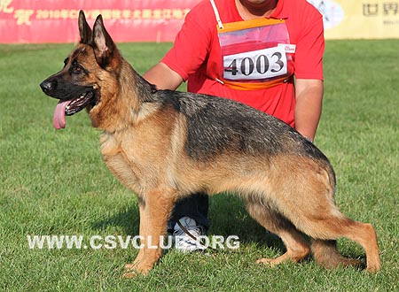 SG3 4003 芭娅，Baya von YuXin，CSZ90131，犬主：陈玉新(玉新)