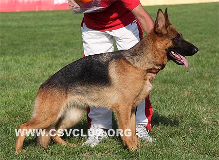 SG4 4041 凯瑟伊，Casey von ChunSheng，CSZ87477，犬主：赵金生