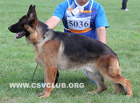 SG1 5036 巴斯塔德，Bastard von ZhongSheng，CSZ125094，犬主：张利滨