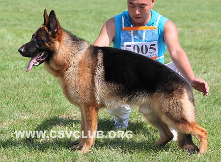 SG2 5005 瑶尼，Yonnie von ZhongHao，CSZW119672，犬主：董孟磊