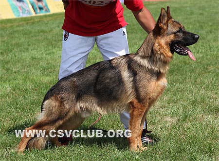 SG3 5024 克拉坡斯，Krups von HongYuan，CSZ108333，犬主：孙艳林