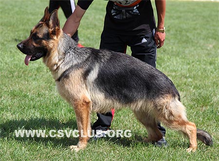 SG4 5023 奥乐富，Olefq von ZhongLong，CSZ97382，犬主：孙广艺（龙翼）