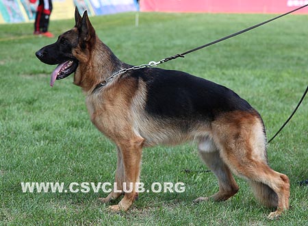 SG5 5027 道音克，Doink von GuangYou，CSZ103012，犬主：吴振春