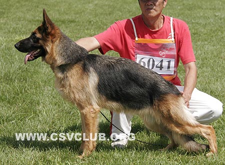 SG1 6041 塞特塔，Cetta von LiFeng，CSZ97042，犬主：衣海峰