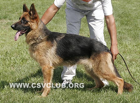 SG2 6003 凯伊萨，Caissa von Ao Yun，CSZ96860，犬主：陈玉新(玉新)