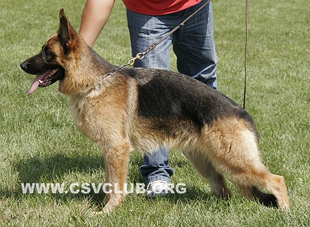 SG3 6001 盖内，Genny von YuXin，CSZ102258，犬主：陈玉新(玉新)