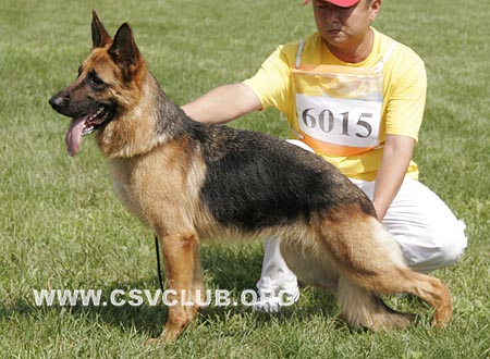 SG4 6015 伊思卡拉，Escala von MingFa，CSZ108043，犬主：李自明