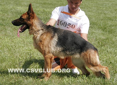 SG5 6050 比欧耶，Billie von ZhongBeiKuanDe，CSZW100834，犬主：赵莹