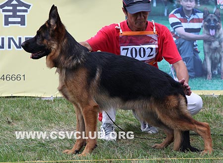 VV1 7002 约皮，Juppy von BaiHui，CSZ106254，犬主：李伯辉