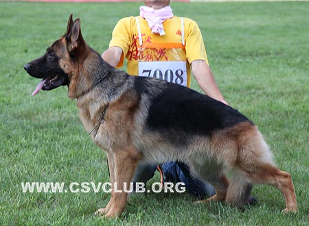 VV2 7008 布克斯，Bux von Chang Wen，CSZ110701，犬主：陆铁军
