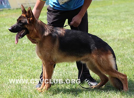 VV3 7007 班迪特，Bandit von KaiXiang，CSZW118560，犬主：刘忠凯