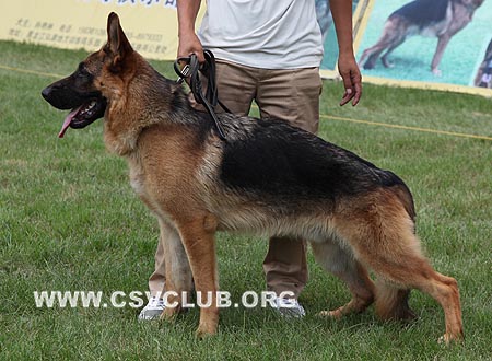VV4 7001 宾果，Bongo von Chang Wen，CSZ110702，犬主：姜申德