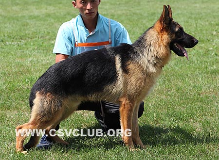 VV5 7005 奴甘路，Nougaro von ZhongHao，CSZ108102，犬主：李忠良