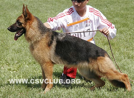 VV1 8017 乐斯利，Leslie von TianShang，CSZ118831，犬主：岳磊