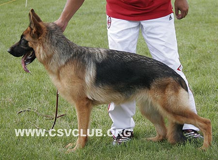 VV2 8013 布荷吉，Briggi von HongDa，CSZ117139，犬主：孙艳林