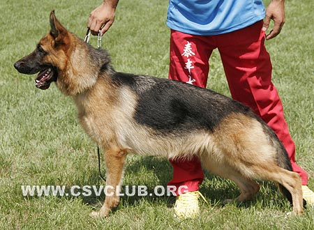 VV3 8020 查理，Charlie von TaiFeng，CSZW112792，犬主：赵謇
