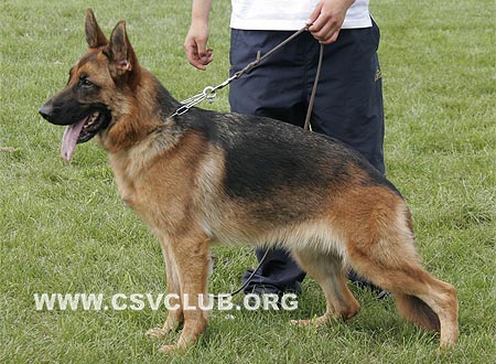 VV4 8016 弗昭达，Fjorda von XuBo，CSZ112386，犬主：吴振春